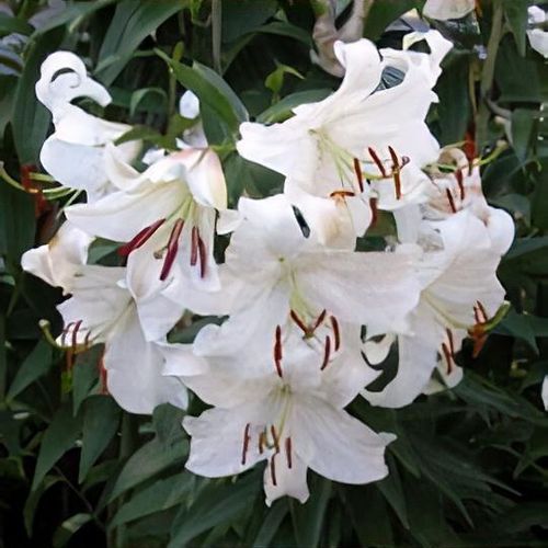 Casablana_liliumとなっております Lilium 'Casablanca' - Shoot
