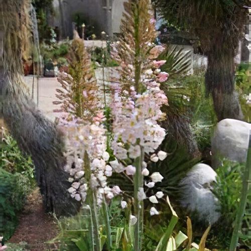Eremurus robustus discount