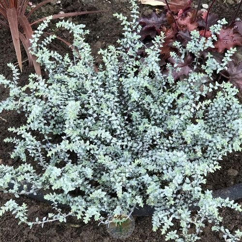 Previous Next 1 of 4