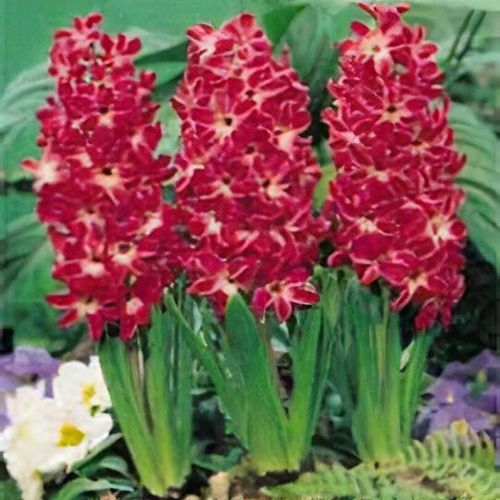 Red hyacinth deals