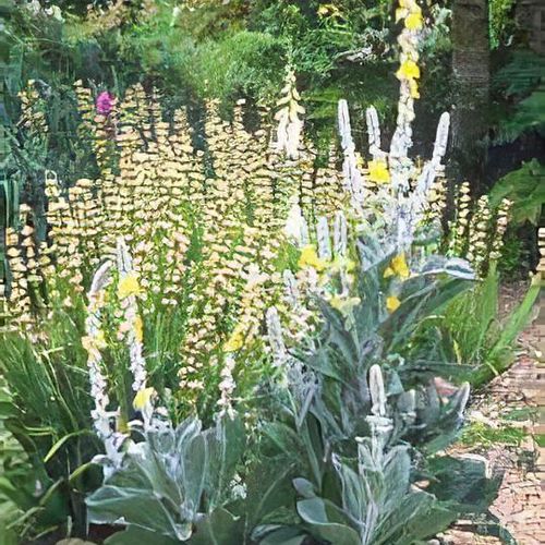 Verbascum olympicum - Shoot