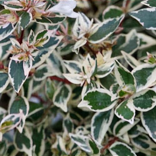 Abelia x grandiflora 'Confetti' - Shoot