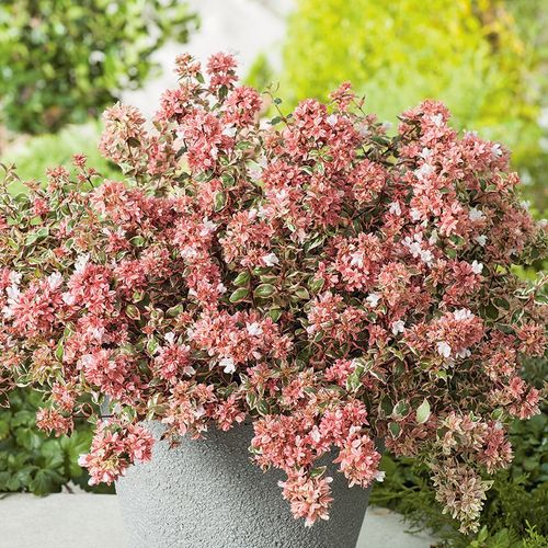 aquamarine plant Real Live Succulent Cactus Plant : Echeveria agavoides Aquamarine –  Succulent Zone main image 0