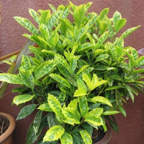 Aucuba japonica 'Sulphurea Marginata' - Shoot