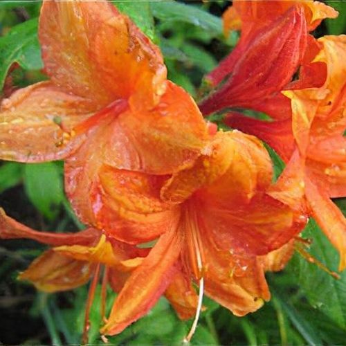 Rhododendron 'Golden Eagle' - Shoot
