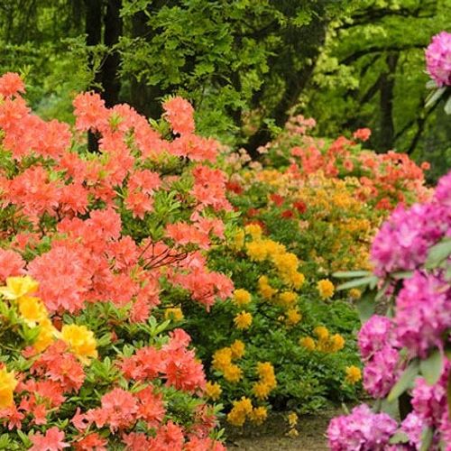 Rhododendron Mollis hybrids - Shoot