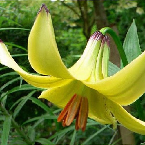 Lilium monadelphum - Shoot