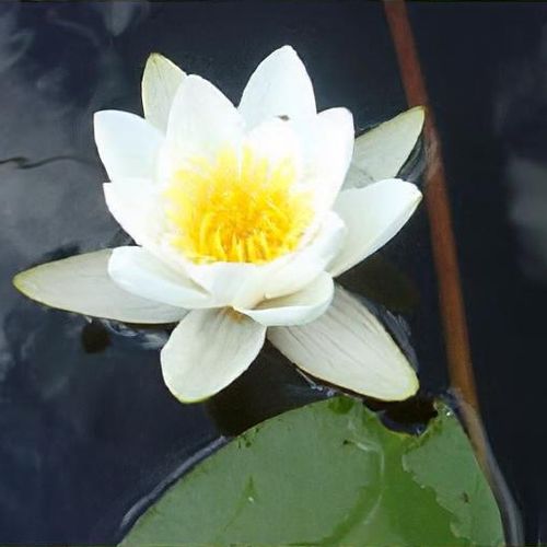 ARABIA エステリ・トムラ ボタニカ \"Nymphaea alba\" Nymphaea 