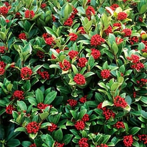 basil genovese plant Genovese Italian Basil Seeds
