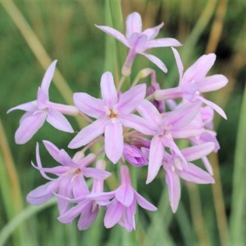 Tulbaghia violacea 'Silver Lace' - Shoot