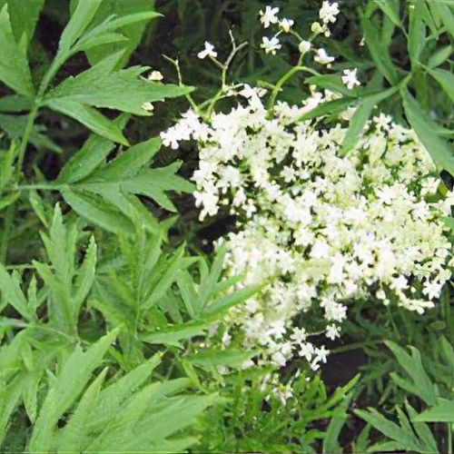 Sambucus nigra f. laciniata - Shoot