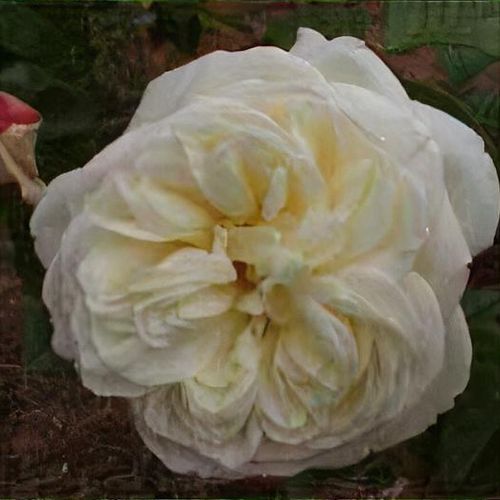 Rose white gold sale