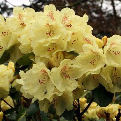 Rhododendron 'Goldkrone' - Shoot