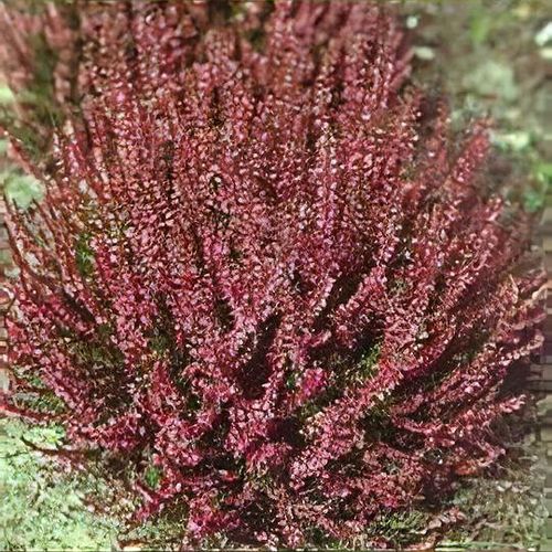 Calluna vulgaris 'Marlies' - Shoot