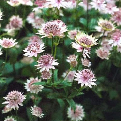 Astrantia 'Buckland' - Shoot