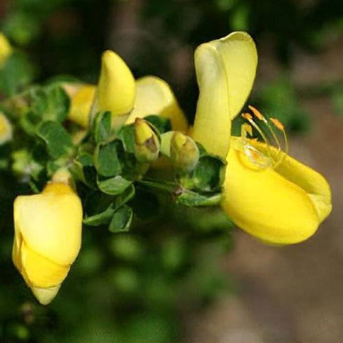 Cytisus 'Luna' - Shoot