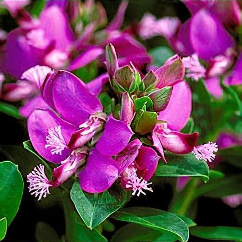 Polygala x dalmaisiana - Shoot