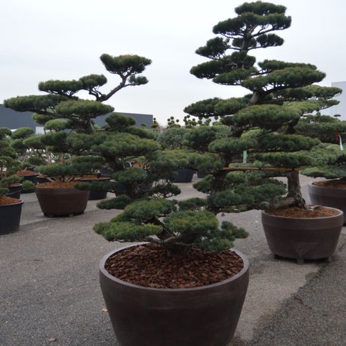 Pinus sylvestris 'Watereri' - Shoot