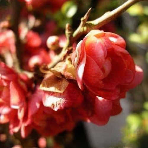 Chaenomeles x superba 'Red Joy' - Shoot