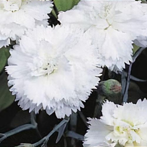 Dianthus 'Devon Dove' - Shoot
