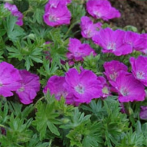 Geranium sanguineum 'Max Frei' - Shoot
