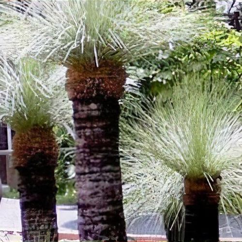 Xanthorrhoea glauca store