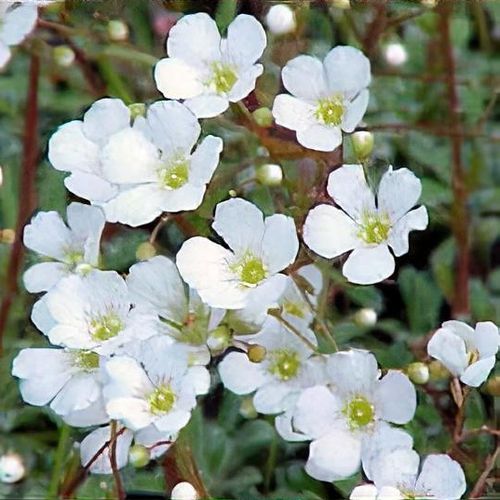 Saxifraga cochlearis - Shoot