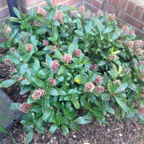 Skimmia japonica 'Rubella' - Shoot