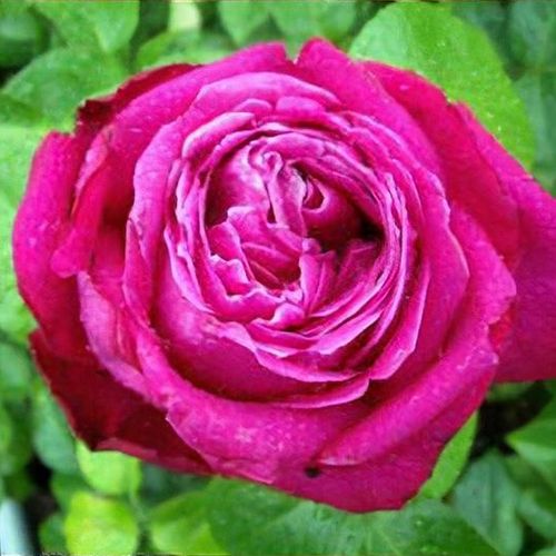 Birthday shop boy rose
