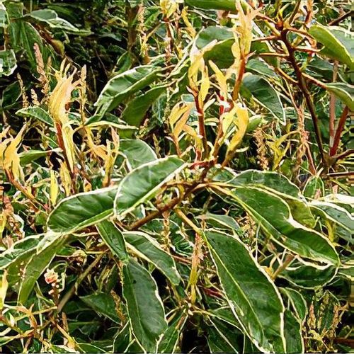 magnolienbaum künstlich Magnolienzweig (künstlich) – Blütenharmonie Jana Szabo main image 0