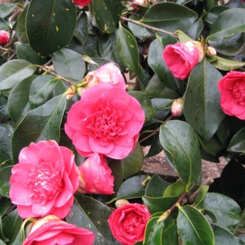 Camellia reticulata 'Mary Williams' - Shoot
