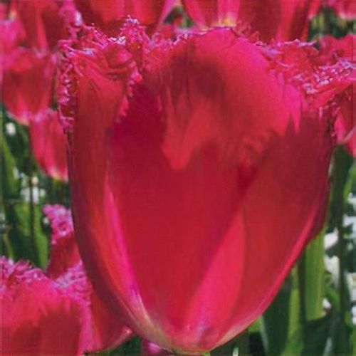 Tulipa 'Burgundy Lace' - Shoot