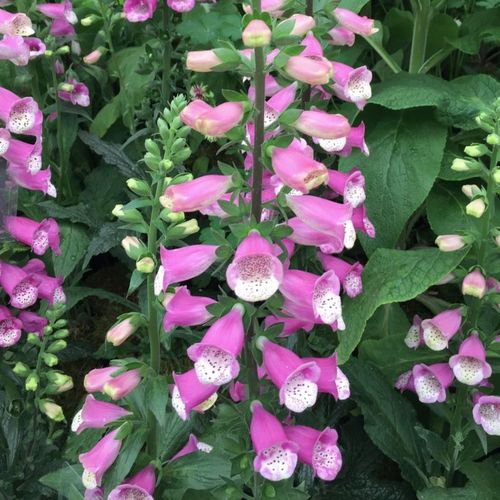 Previous Next 1 of 2