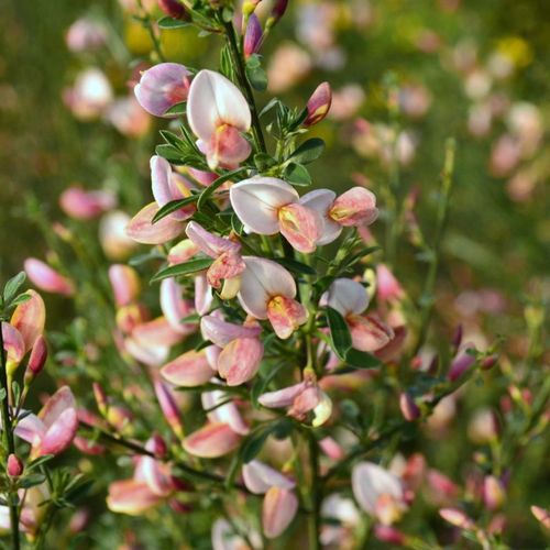 Cytisus x boskoopii 'Zeelandia' - Shoot