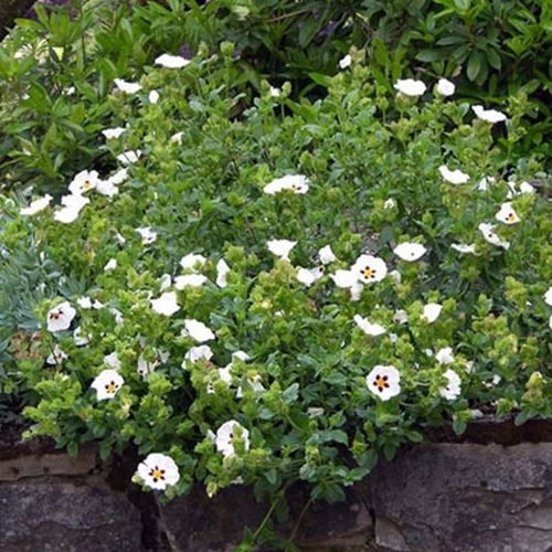 fabric for plants All-Purpose Garden Fabric main image 0
