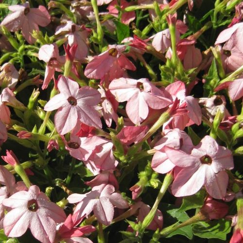 french tarragon plants for sale Organic French Tarragon (1 Gallon) main image 1