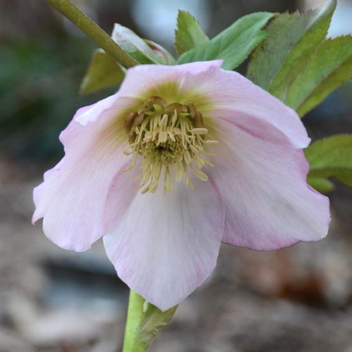 Helleborus x hybridus 'Apple Blossom' - Shoot