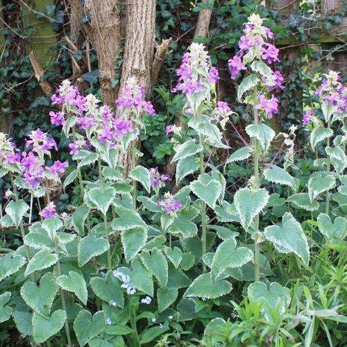 Lunaria annua 'Variegata' - Shoot