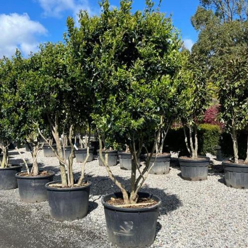 Ligustrum japonicum 'Texanum' - Shoot