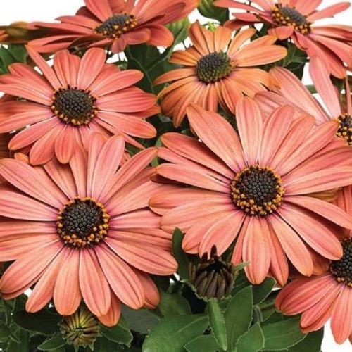【OK plant】 Osteospermum 'Tradewinds Terracotta 10' (Tradewinds Series
