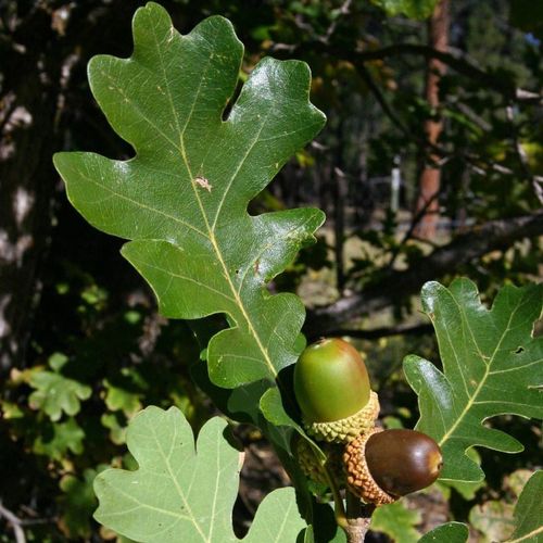 Previous Next 1 of 4