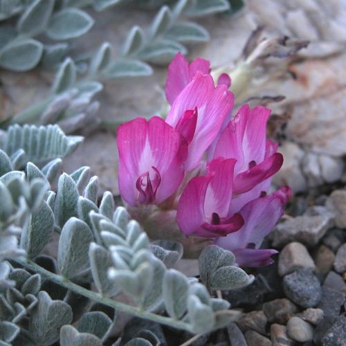 Previous Next 1 of 3