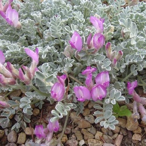 Previous Next 1 of 3