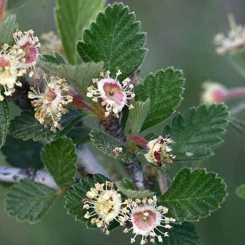 Previous Next 1 of 3