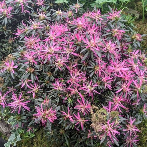 thuja 2 50 m Thuja Green Giant | Thuja Green Giant For Sale main image 1