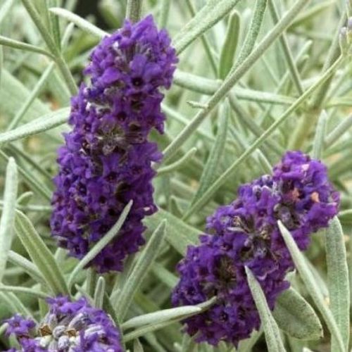 Lavandula x chaytoriae 'Silver Sands' - Shoot
