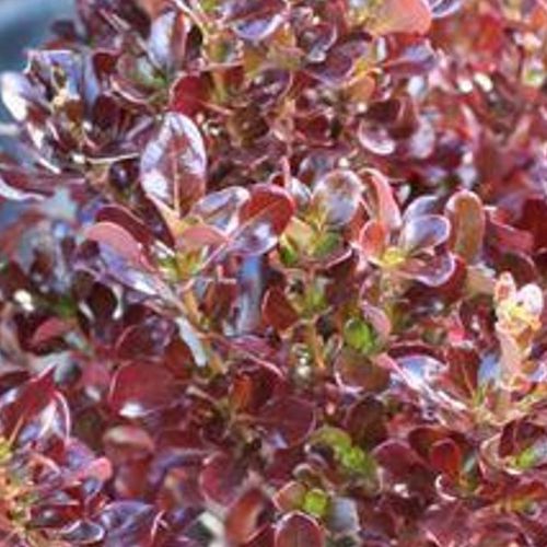 Previous Next 1 of 2