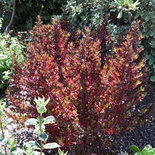 Previous Next 1 of 2