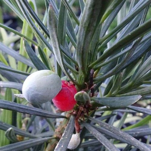 Podocarpus macrophyllus var. maki - Shoot