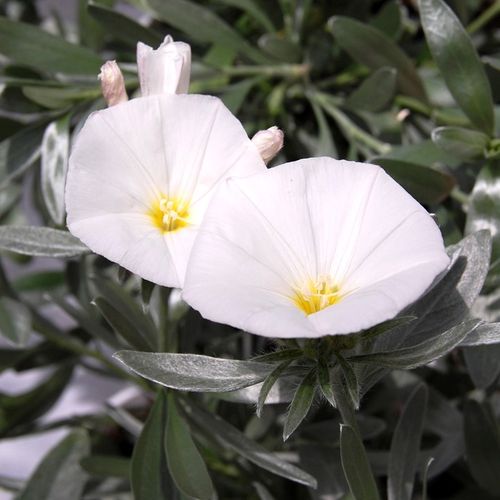 Convolvulus cneorum 'White Sensation' - Shoot